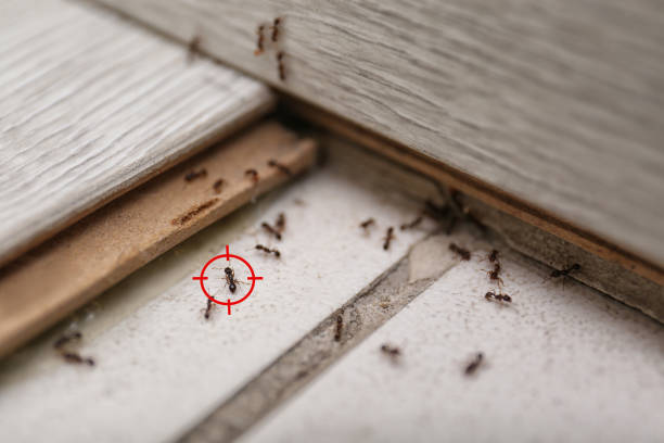 Best Affordable Pest Control Services  in Bridge City, TX