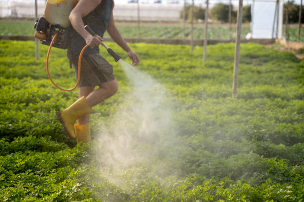 Best Affordable Pest Control Services  in Bridge City, TX