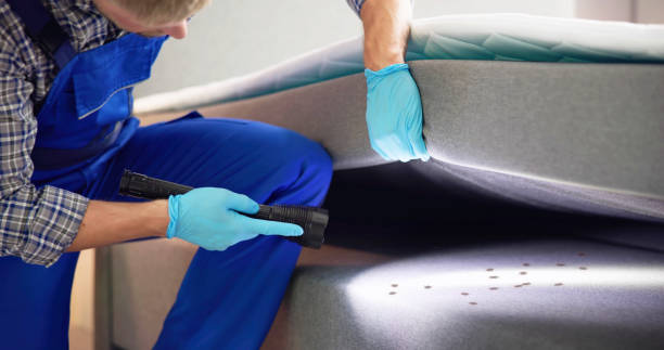 Best Local Pest Control Services  in Bridge City, TX