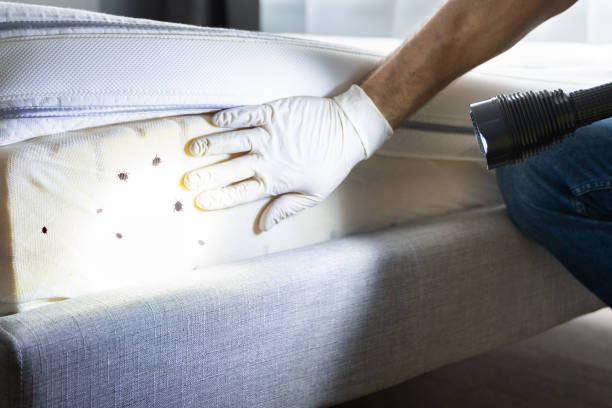 Best Termite Control Services  in Bridge City, TX