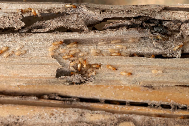 Best Bed Bug Extermination  in Bridge City, TX