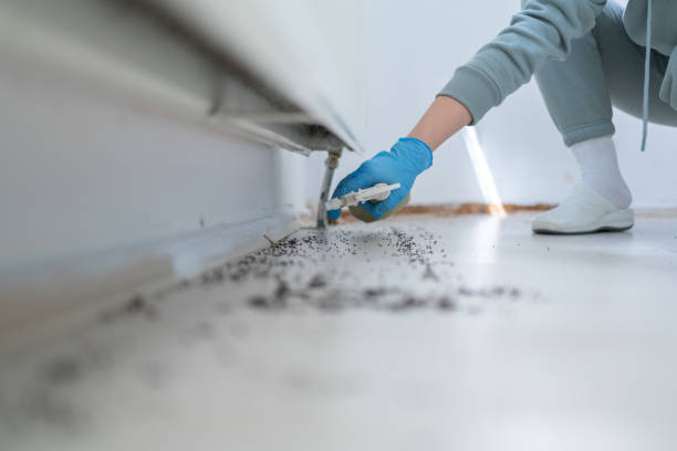Best Insect Control  in Bridge City, TX
